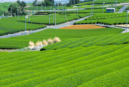 足柄茶の茶畑